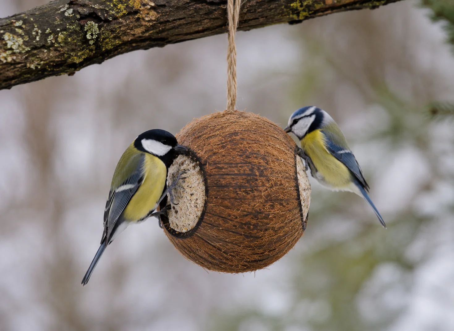 Miniatyrbild 1