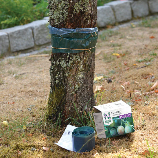 Miniatyrbild 1
