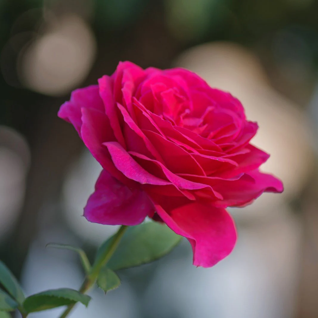 Miniatyrbild 1