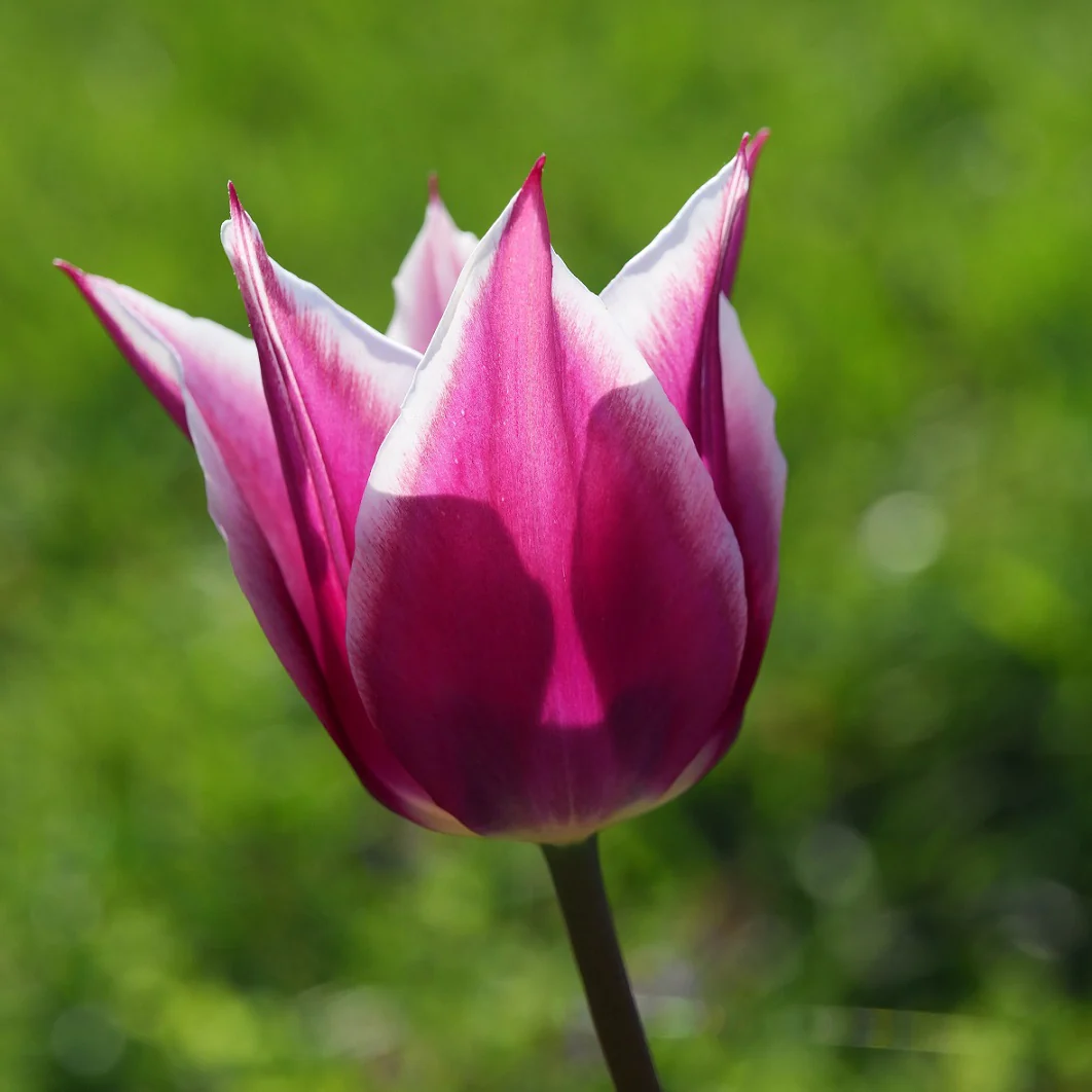 Miniatyrbild 1