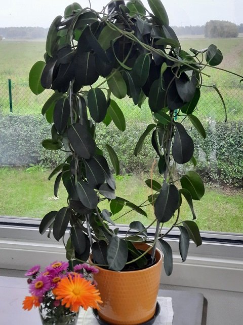 Miniatyrbild 1